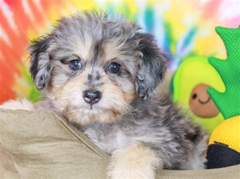 Aussie Poo Dog Male 3192276 Animal Kingdom Puppies N Love