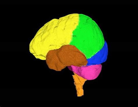 Framework For Development Of Three Dimensional Digital Atlas Of Human