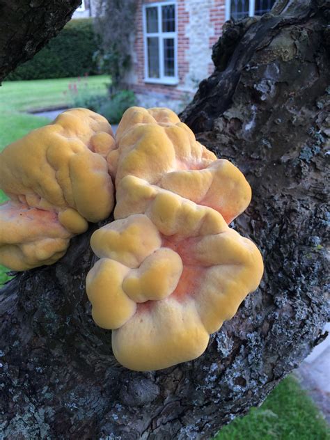 Bright Orange Fungus On Tree Uk Bmp Syrop