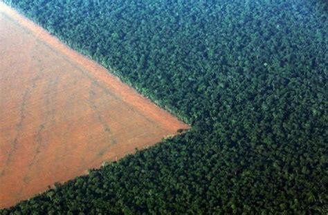 Pictures The Real Face Of Deforestation In Amazon Rainforest