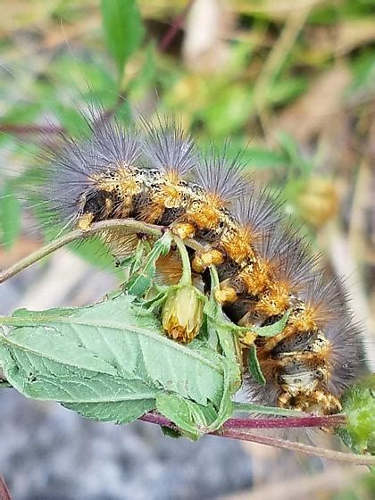 Caterpillar On Marsh Marigold Estigmene Acrea Bugguide Net