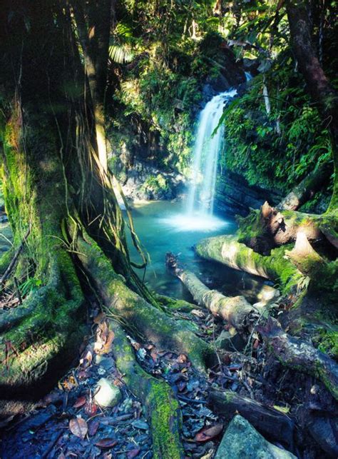 Pictures Of Puerto Rico Rainforest Puerto Rico Rain