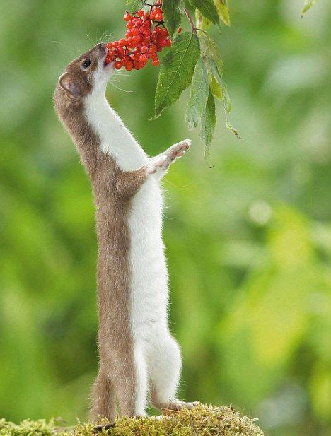 139 Best Images About Ermine And Weasels Make Me Happy On Pinterest