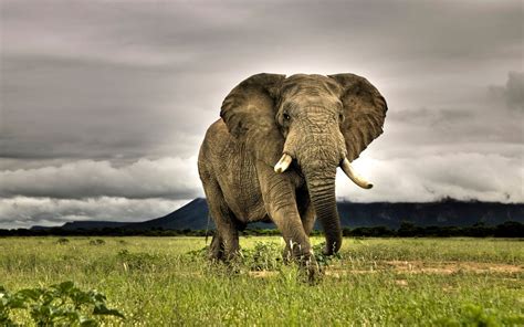 Free Download Amazing Elephant Wallpaper 1500x938 For Your Desktop