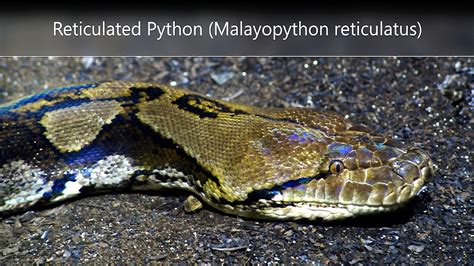 Reticulated Python Malayopython Reticulatus YouTube