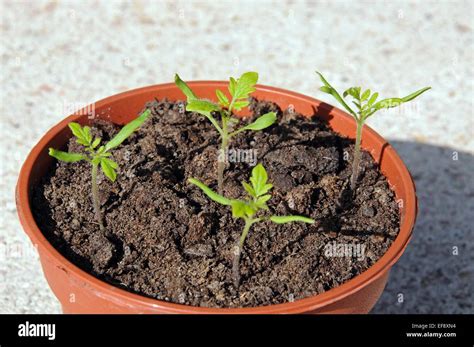 Maskotka Cherry Tomato Seedlings In A Plastic Pot Stock Photo Alamy