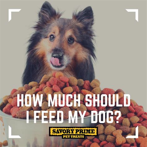 Small dogs (up to 10 pounds) should eat ¼ cup to ¾ cup of dry food per day. How Much Should I Feed My Dog? | Pet treats, Pets, Dogs