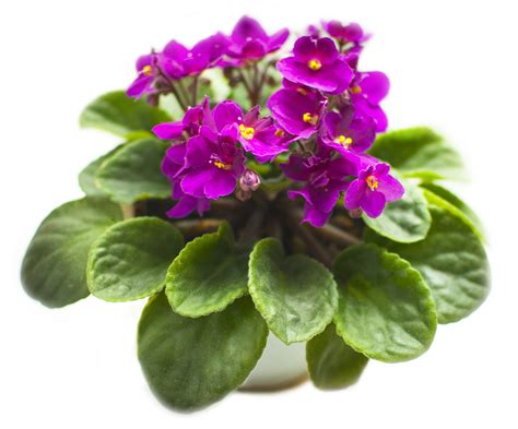 It produces a bunch of flowers about a week after a another one that bloomed continuously in the greenhouse at work, but might or might not in the i've had impatiens indoors and blooming continuously in the past. Five Flowering Plants You Can Grow Indoors