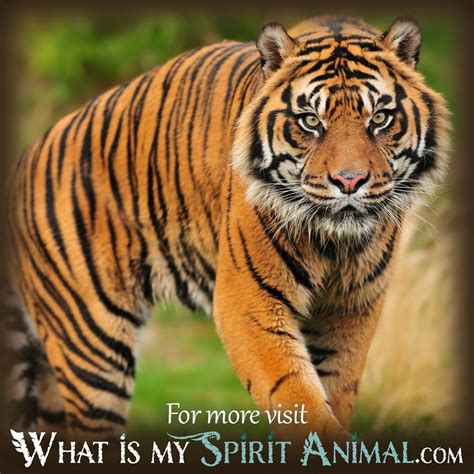 Dreams About Tigers What Is My Spirit Animal Spirit Totem And Power