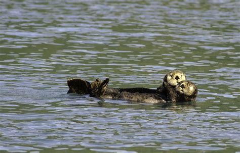 Otter Habitat Bioexpedition