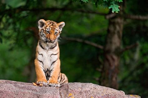 Tiger Cubs Hd Wallpapers 1080p