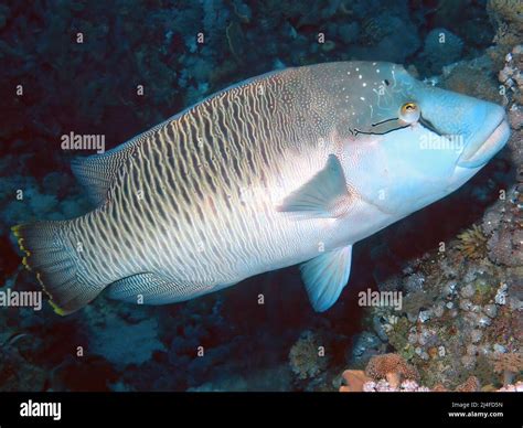 A Napoleon Wrasse Cheilinus Undulatus In The Red Sea Egypt Stock