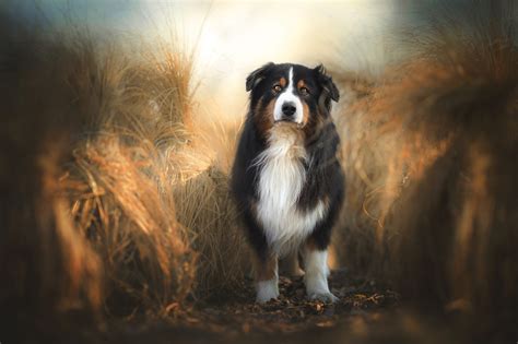 2560x1600 Dog Animals Road Tunnel Australian Shepherd Wallpaper