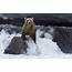 Animals Nature Bears Polar Wallpapers HD / Desktop And Mobile 