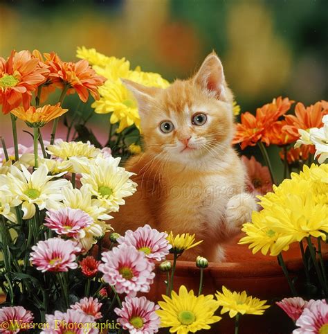 Cs on november 06, 2016: Ginger kitten and flowers photo WP37518