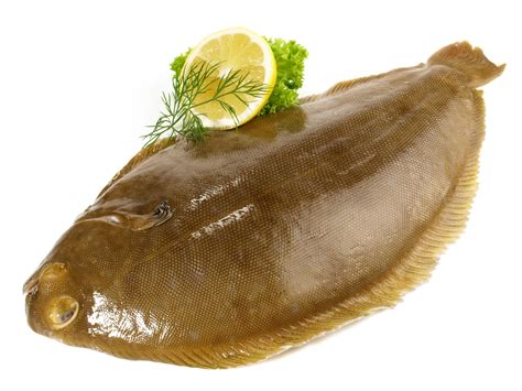 Son prix est élevé mais son goût est d'une rare finesse. La sole de la mer du Nord : un poisson à la viande maigre ...