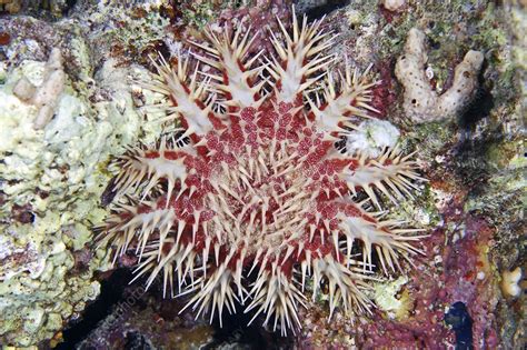 Crown Of Thorns Starfish Stock Image C0104645 Science Photo Library