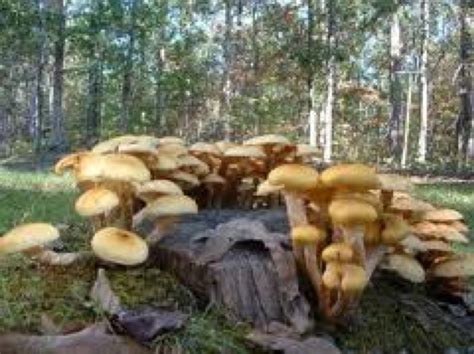 Elf Etcetera Mushrooms On A Stump What