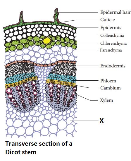 Draw A Transverse Section Of Dicot Stem And Label Any Six Parts