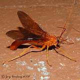 Pictures of Orange Wasp