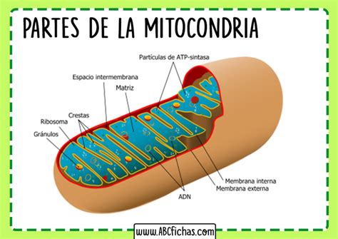 Partes De La Mitocondria Abc Fichas