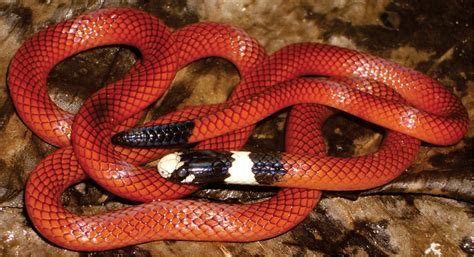 A New Species Of Burrowing Snake Serpentes Dipsadidae Apostolepis