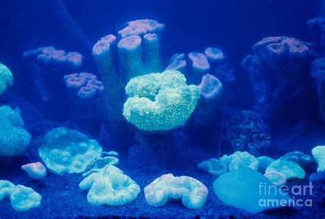 Fluorescent Coral Photograph By Kjell B Sandved Fine Art America