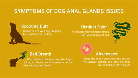 Canine Anal Gland Relief Procedure Telegraph
