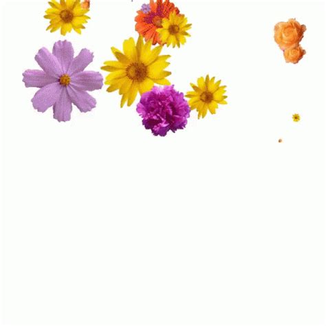 Remarkable collection of blooming flowers animated gif images. Spring Time Flowers Falling Flowers GIF - SpringTimeFlowers FallingFlowers HappySpring ...