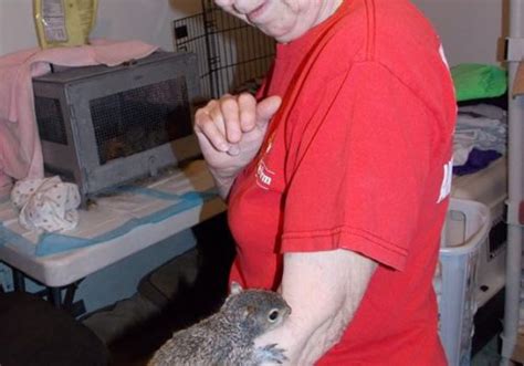 A Day In A Life Rehabilitating Orphan And Injured Wildlife Since 1962