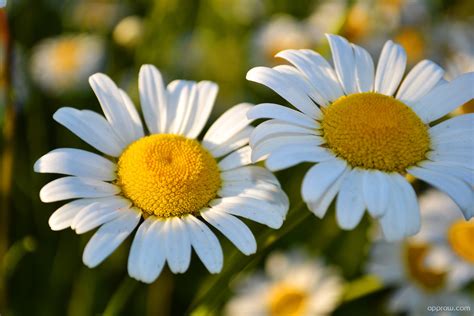 Spring Daisies Wallpaper Download Daisy Hd Wallpaper Appraw