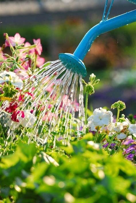 養花關鍵是 澆水 ，先學會 怎麼澆水 ，養什麼花都能爆盆 每日頭條