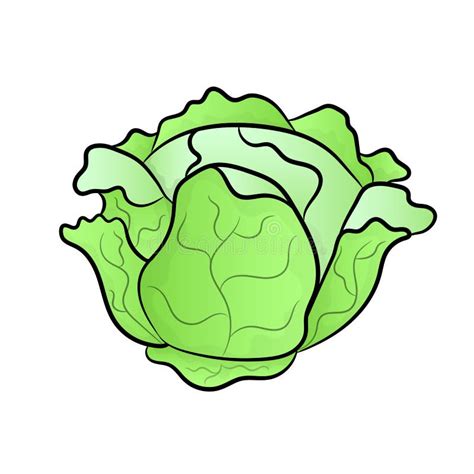 Vector Green Liner Cabbage Stock Vector Illustration Of Healthy