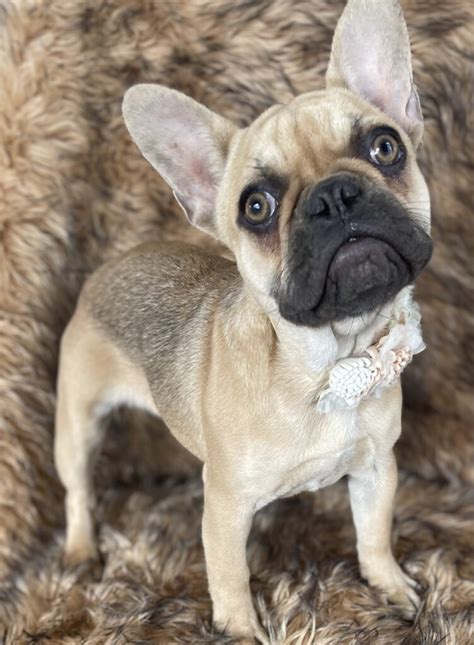 Charlotte Chocolate Fawn French Bulldog Female Adopted The French