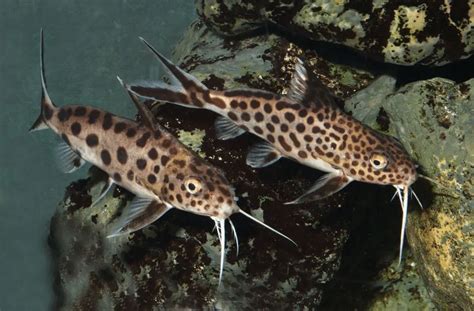 Breeding Feathered Catfish In An Aquarium Aquarium Fish