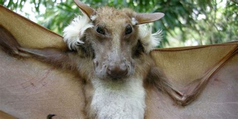 Fuzzy Grandpa Bat Looks Just Like A Dog With Wings Dog Face Bat