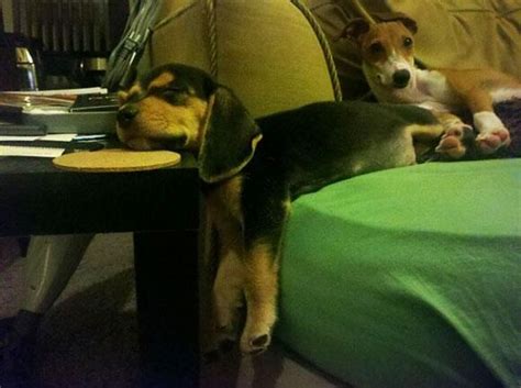 33 Pets Losing The Battle Against Home Furnishings