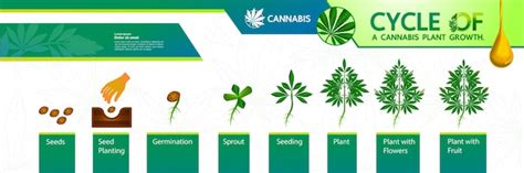 Premium Vector Cycle Of A Cannabis Plant Growth