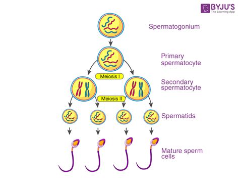 What Happens To Spermatogonia At Puberty Get The Answer At Byjus Neet