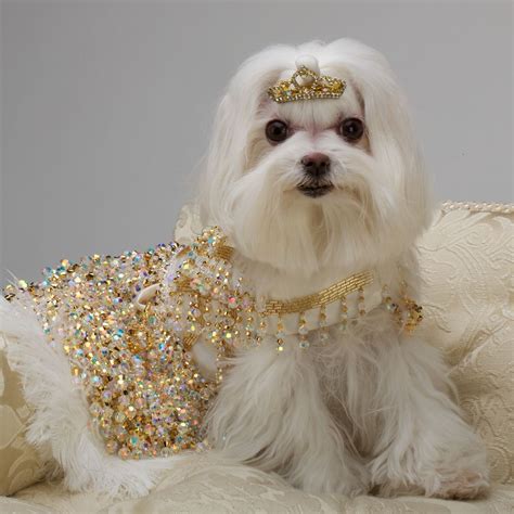 The Gilt Gown From Chien Coature Dog Dresses Pet Sweaters Maltese Puppy