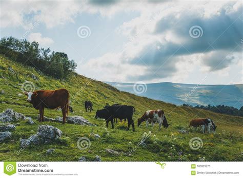 Cows Grazing In Fresh Green Meadows Cattle On Pasture In Alpine