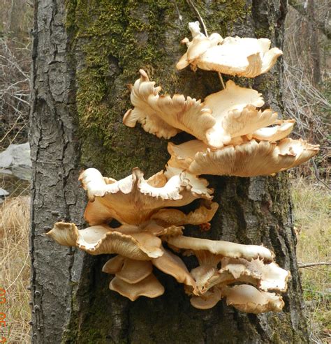 Oyster Mushroom Facts Health Benefits Nutritional Value