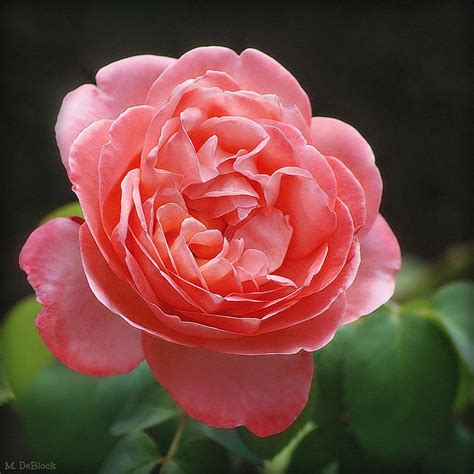Salmon Colored Rose Square Format Photograph By Marilyn Deblock Fine