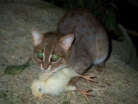 Since 2016, the global wild population is listed as near threatened on the iucn red list as it is fragmented and affected by loss and destruction of prime habitat, deciduous fo. rusty-spotted cat by Feridwyn on DeviantArt