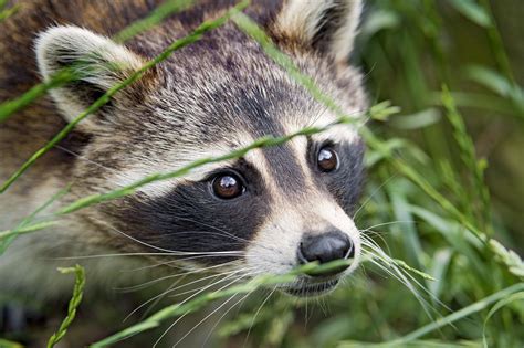 Raccoon Face Wallpapers On Wallpaperdog