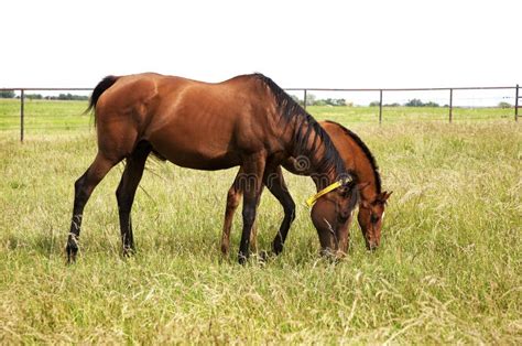 Horizontal Image Of Two Thoroughbred Horses Eating On A Green Meadow