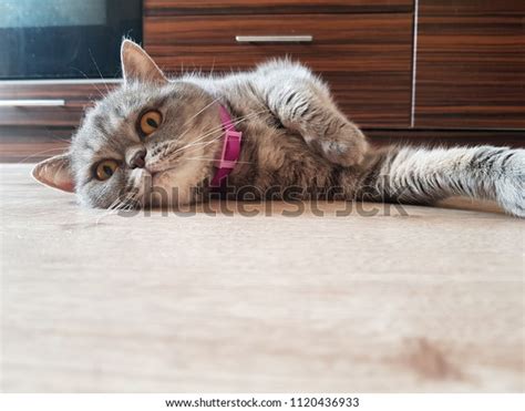 Funny Grey Cat Stock Photo 1120436933 Shutterstock