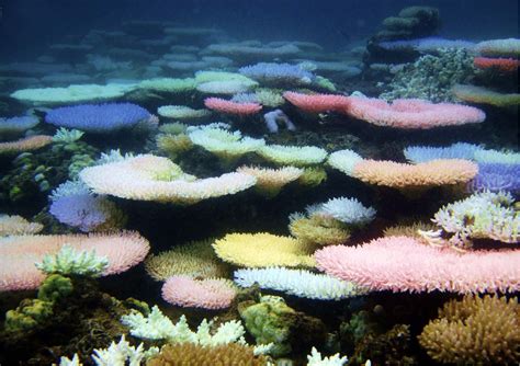 Rainbow Reefs How Corals Create Sunscreen