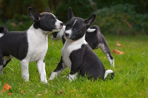 Basenji Dog Breed Information Temperament And Health