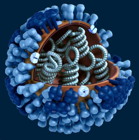 Hantaviruses are a family of viruses spread mainly by rodents and can cause varied disease syndromes in people worldwide. Free picture: portion, virions, outer, protein, coat, cut ...